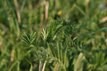 green grass background
