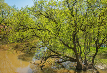 Lopasnya river in Chekhov (former Lopasnya). Russia