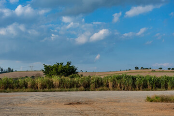 Fototapeta na wymiar Sugarcane, Brazil. Fuel and sugar. Boundary of plantation and road with blue sky and white clouds in the background.