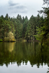 tranquil water reflection of a spring forest in Scotland