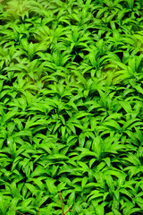 green plants background