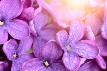 Close-up of purple lilac flowers. Light congratulatory soft background