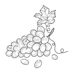 Grape bunch vector illustration.Abstract line art grapes, black and white sketch.Monochrome Illustration grape bunches