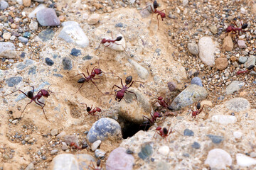 Macro photography of big red ants walking in and out of their anthill. close up