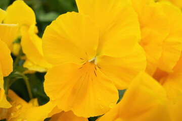 Macro Close up of Yellow Pansies in Garden in Spring