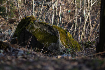 Obraz premium large mountain stone covered with dry moss in early spring