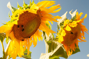 Close-up ot blooming sunflower and bees.