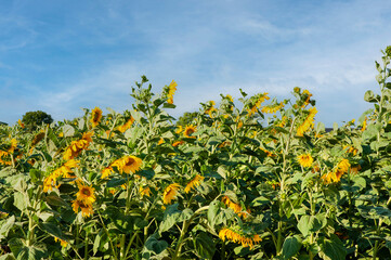 Field of blooming sunflowers on a sunny day