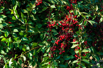 Red juicy cherries ripening on a cherry tree