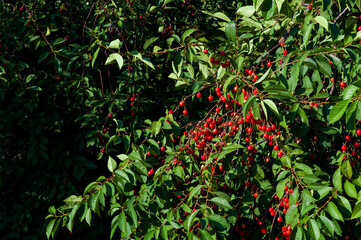 Red juicy cherries ripening on a cherry tree