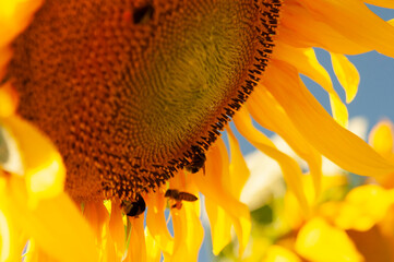 Close-up ot blooming sunflower and bees.