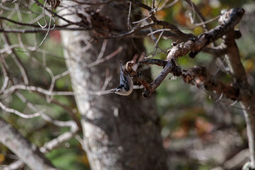 A white breasted nuthatch (Sitta carolinensis) perched on a tree branch