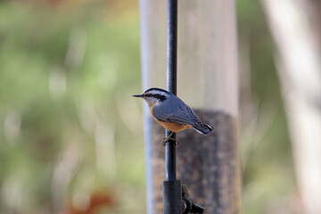 A red breasted nuthatch (Sitta canadensis) perched on a bird feeder
