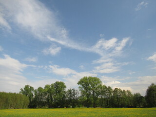 Feld mit Blumen und B&auml;umen unter blauem Himmel mit zarten Wolken