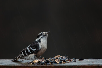 A downy woodpecker (Dryobates Pubescens) eating seeds on a railing in the rain