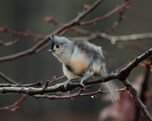 A tufted titmouse (Baeolophus bicolor) shaking off water from rain