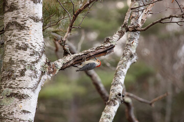 A red bellied woodpecker (Melanerpes Carolinus) perched on a tree branch