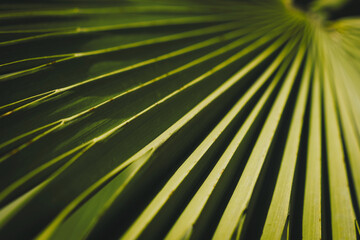 Lush green palm leaves in tropical forest close up background