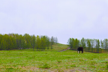 Fototapeta na wymiar a brown cow eats grass in a green meadow