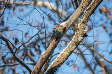 A red bellied woodpecker (Melanerpes Carolinus) perched on a tree branch in winter