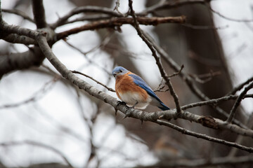 An Eastern Bluebird (sialia sialis) perched on a tree branch