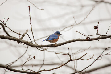 An Eastern Bluebird (sialia sialis) perched on a tree branch