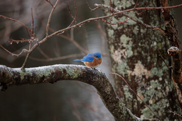 An Eastern Bluebird (sialia sialis) perched on a tree branch