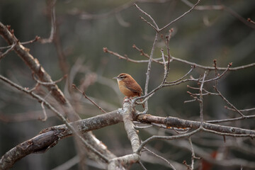 A Carolina Wren (thryothorus ludovicianus) perched on a tree branch