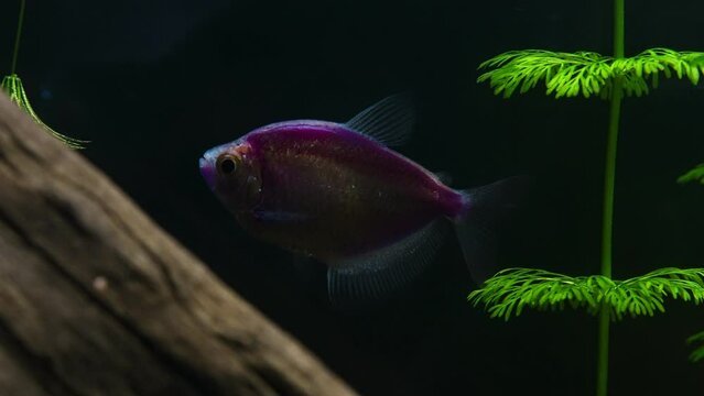 Aquarium with colored glofish. Gymnocorymbus ternetzi.