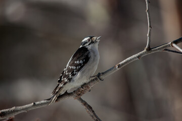A downy woodpecker (Dryobates Pubescens) perched on a tree branch