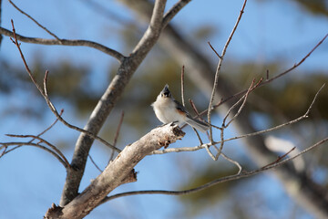 A tufted titmouse (Baeolophus bicolor) perched on a tree branch 
