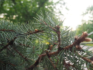 Spring plants