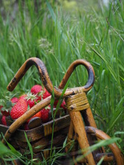 Strawberries in a basket
