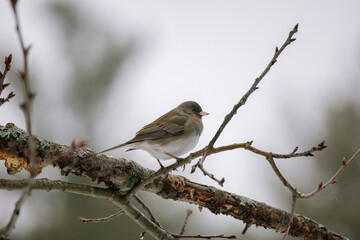 A dark eyed junco (Junco hyemalis) perched on a tree in winter