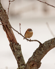 A Carolina Wren perched on a tree branch in winter