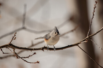 Fototapeta premium A tufted titmouse (Baeolophus bicolor) perched on a tree branch 
