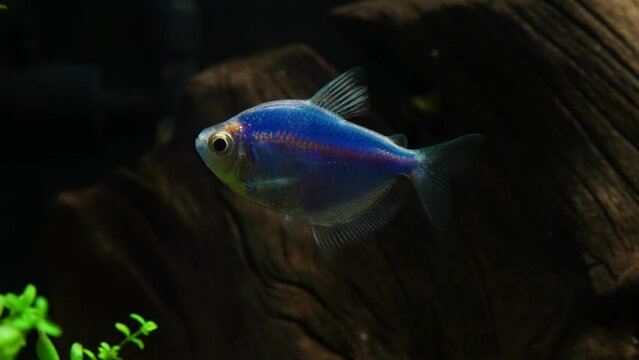 Aquarium with colored glofish. Gymnocorymbus ternetzi.