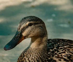 A Duck In Venice Canal Historical Distric