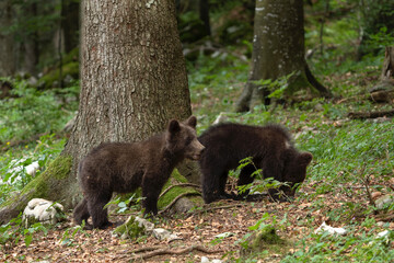 Obraz na płótnie Canvas Brown bear in the forest. Mother and cubs of bears during spring in Europe. Wildlife in Slovenia.