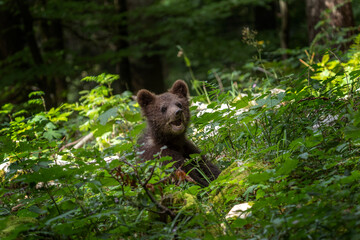 Brown bear in the forest. Mother and cubs of bears during spring in Europe. Wildlife in Slovenia.
