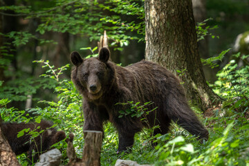 Brown bear in the forest. Mother and cubs of bears during spring in Europe. Wildlife in Slovenia.