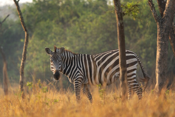 Plain zebra in the forest. Herd of zebras in Uganda. Safari in Africa. 
