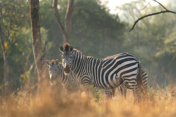 Fototapeta na wymiar Plain zebra in the forest. Herd of zebras in Uganda. Safari in Africa. 
