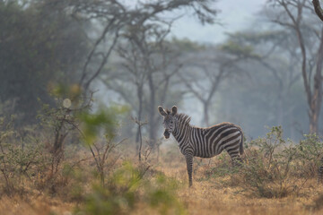Fototapeta na wymiar Plain zebra in the forest. Herd of zebras in Uganda. Safari in Africa. 