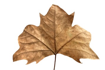 Dry maple leaf or Plátanos isolated on white background. Autumn.