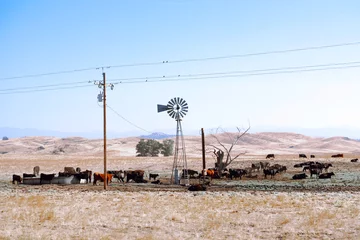 Gordijnen California farm landscape with vintage wind turbine in dry field and cows in hot day drought © hobaa