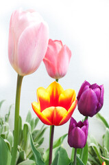Colorful tulips of different varieties on light background. Pink, violet and yellow tulips