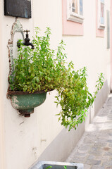 Fototapeta na wymiar Plant with green leaves in an ancient pot on the street of Vienna. Flower growing in an ancient washbasin on the street