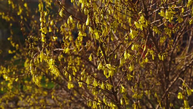 Branches with yellow flowers and leaves swaying in the wind in sunny weather, the first days of spring