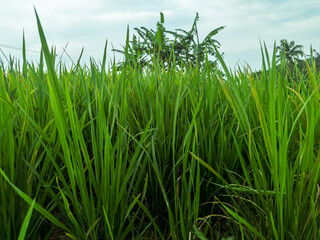 beautiful natural scenery in a rice field